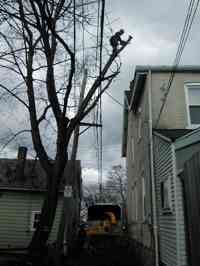 Clearing a Norway Maple from a building and utility lines in a tight spot.