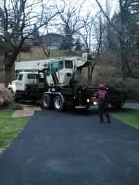 Before the removal of  a large Norway Spruce with a Crane.