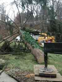 Durring removal of large Norway Spruce with a Crane.