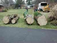 After the removal of a large Norway Spruce with a Crane.