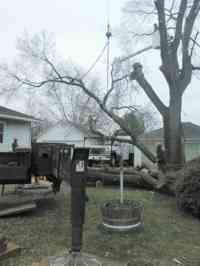 During the removal of a large Siberian Elm tree with a crane.