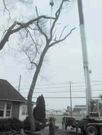 During the removal of a large Siberian Elm tree with a crane.