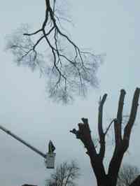 During the removal of a large Siberian Elm tree with a crane.