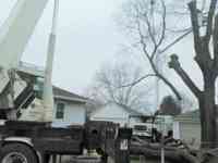 During the removal of a large Siberian Elm tree with a crane.