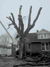 During the removal of a large Siberian Elm tree with a crane.