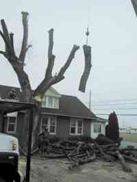 During the removal of a large Siberian Elm tree with a crane