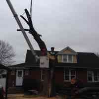 During the removal of a large Siberian Elm tree with a crane