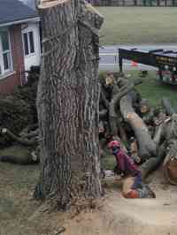 During the removal of a large Siberian Elm tree with a crane