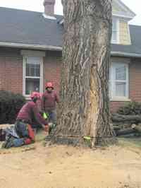 During the removal of a large Siberian Elm tree with a crane