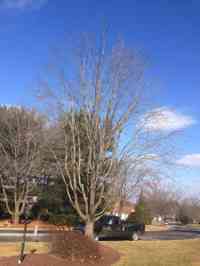 Red Maple tree after structural pruning and crown elevation.