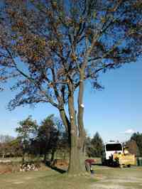 After elevating and trimming back a memorial tree from hole #7 at the Bethelehem Municipal Golf course.